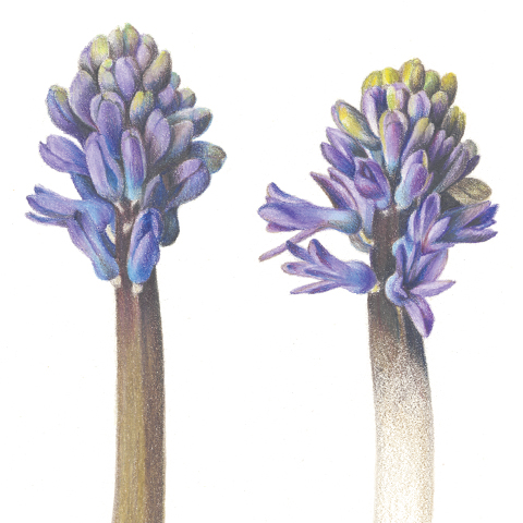 hyacinth